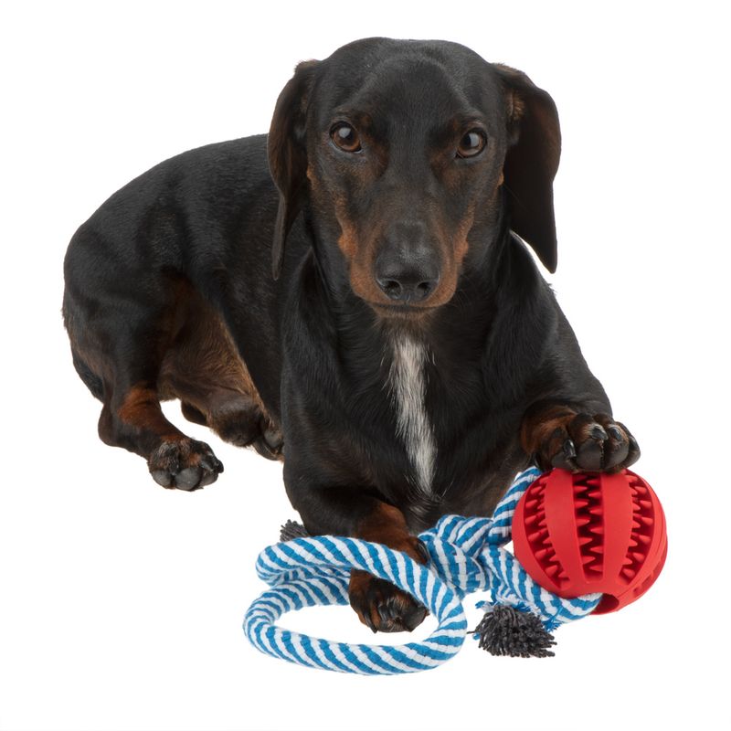 Hundespielzeug Marina zu TOP-Preisen