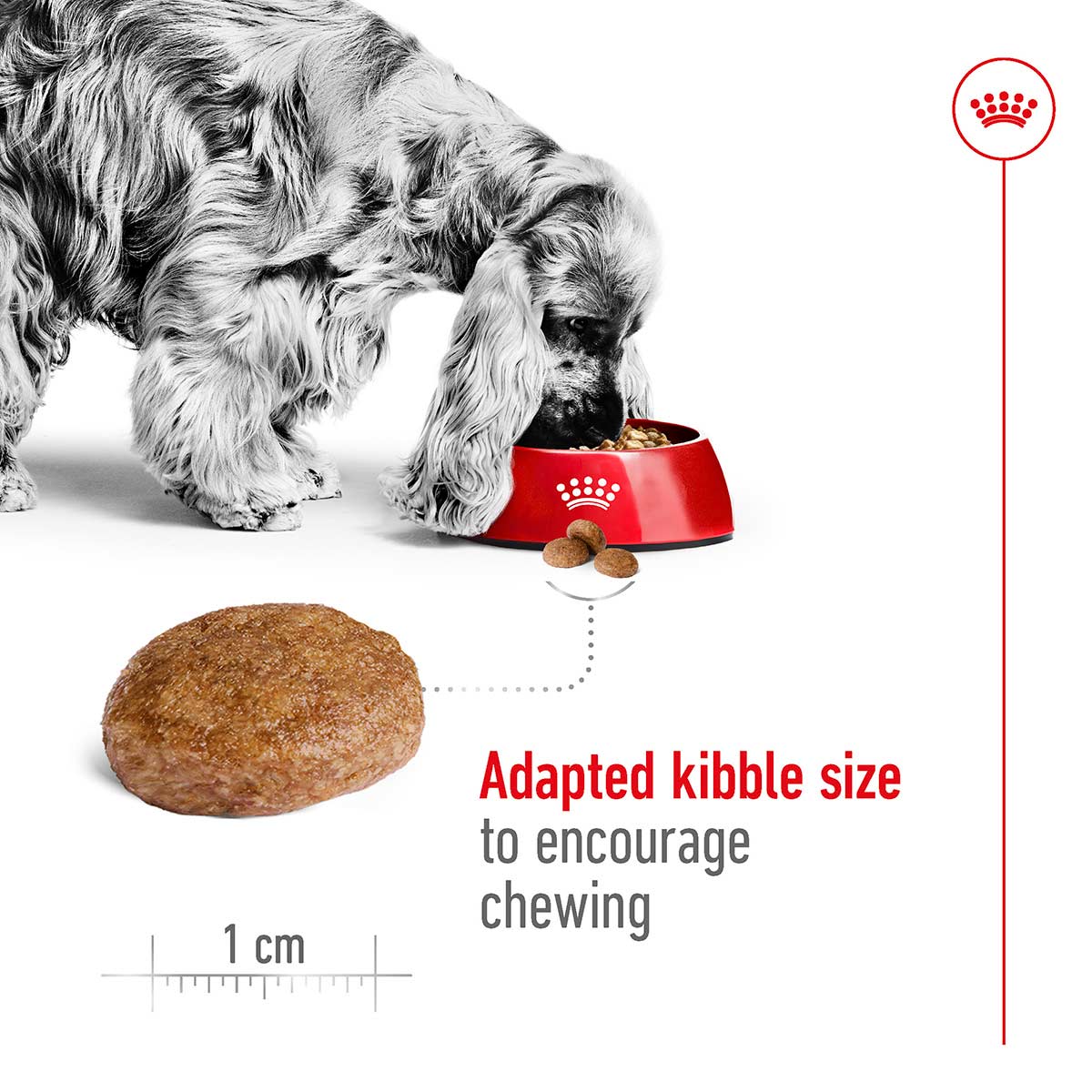 ROYAL CANIN MEDIUM Adult 7+ Trockenfutter für ältere mittelgroße Hunde