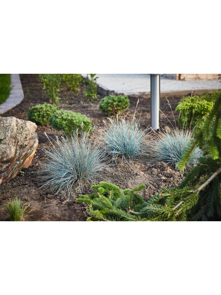 OH2 8er-Set: Festuca Glauca Elijah Blue in Blau günstig kaufen onesize