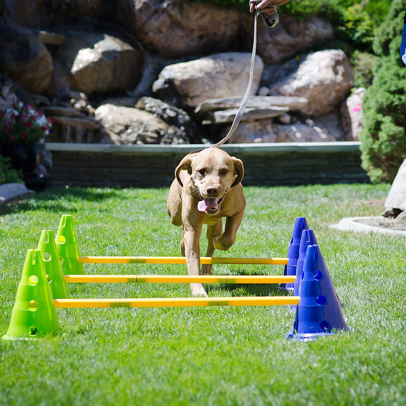Altranet Agility & Training Altranet Caninegym Dog Agility Kit