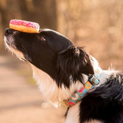 Max & Molly Smart ID Halsband Donuts