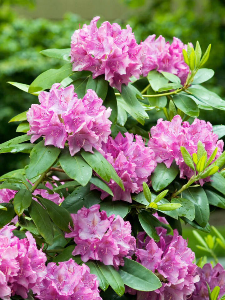 OH2 6er-Set: Rhododendron Roseum Elegans in Rosa günstig kaufen onesize
