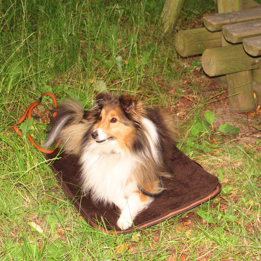 Niggeloh Hundebett Mobil