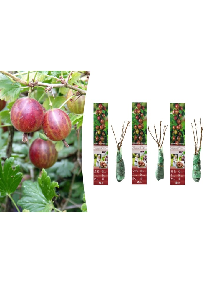 OH2 3er-Set Stachelbeeren in Rot günstig kaufen onesize