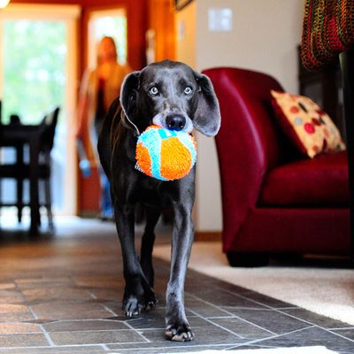 Chuckit! Indoor Ball