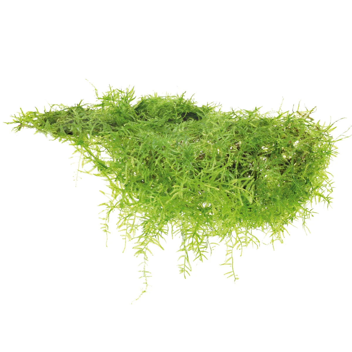 Dennerle Plants Taxiphyllum barbieri In-Vitro kaufen