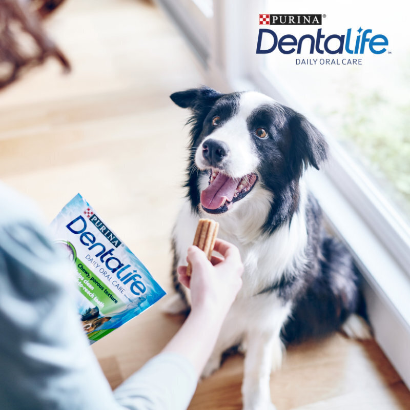 DentaLife Snacks DentaLife PURINA Hunde-Zahnpflege-Snacks Multipack Medium, 42x