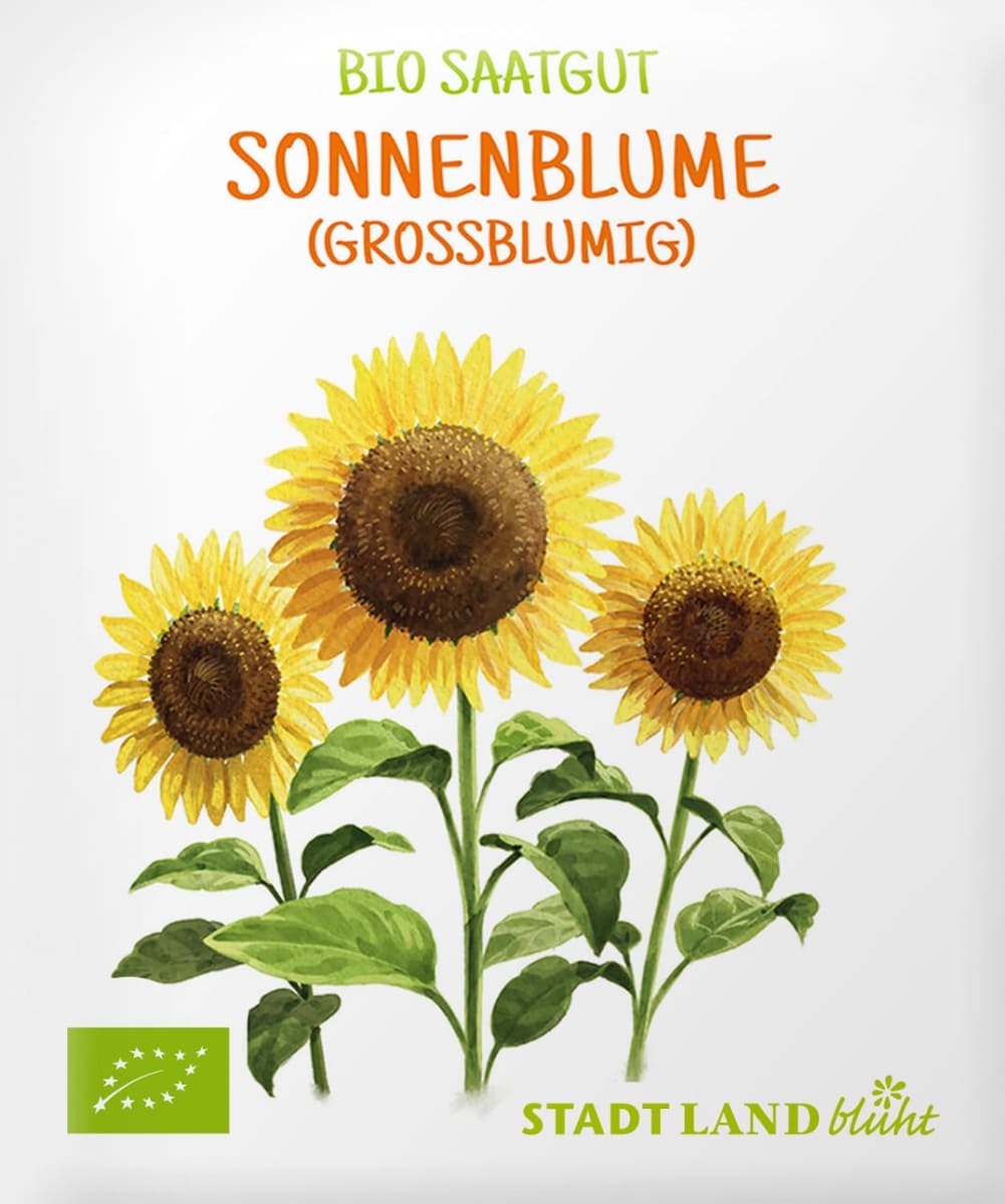 Saaten, Sonnenblume (grossblumig), 1 St
