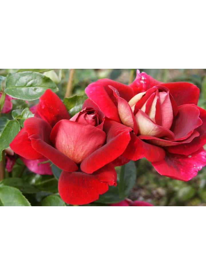 OH2 3er-Set Großblütige Rosen in Rot/Weiss günstig kaufen onesize