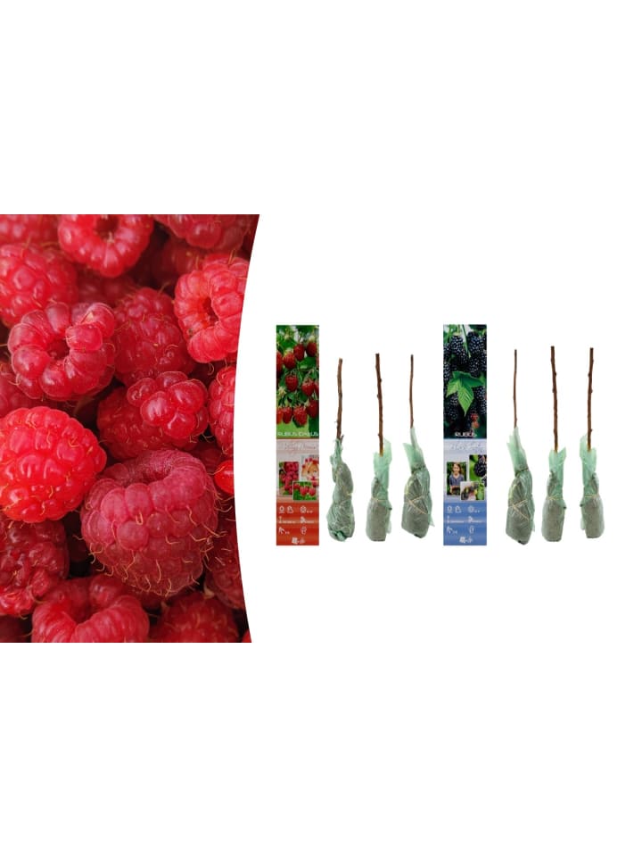 OH2 6er-Set Beeren in Bunt günstig kaufen onesize