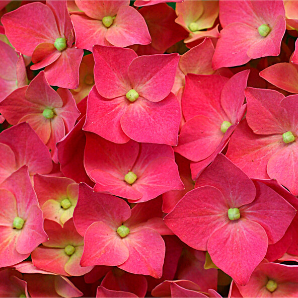 Bauernhortensie King Size Pink