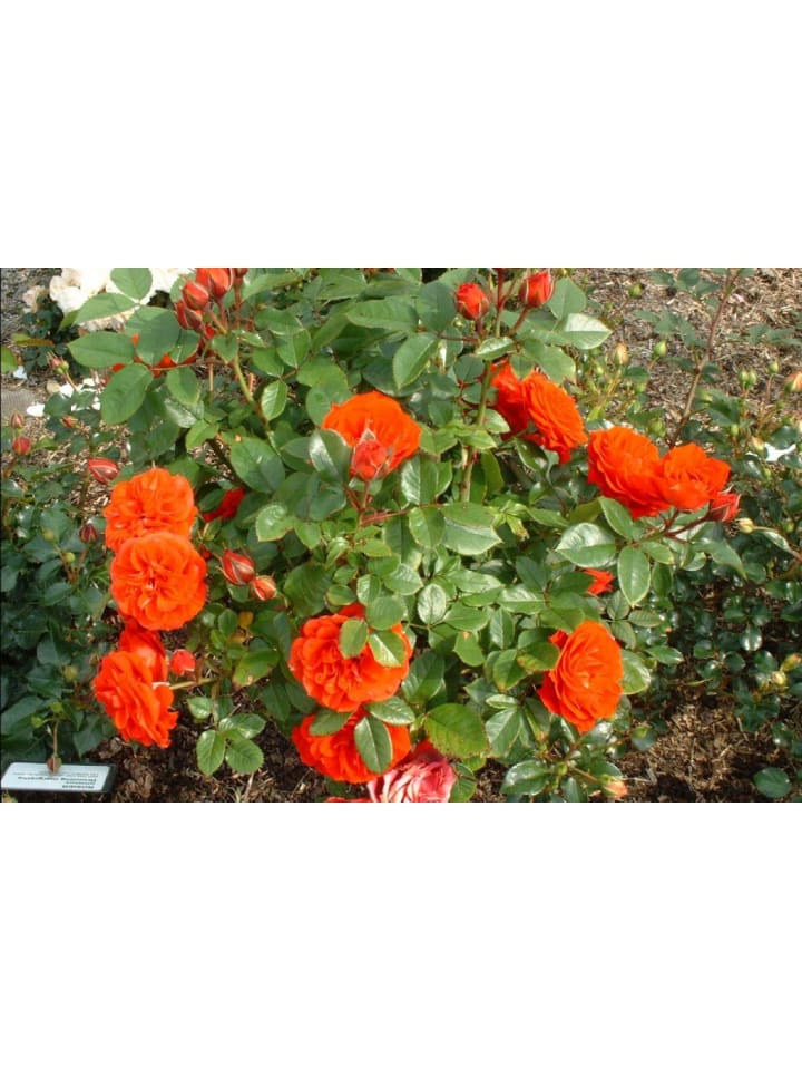OH2 3er-Set Großblütige Rosen in Orange günstig kaufen onesize