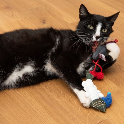 Katzenspielzeug Vögelchen & Fisch