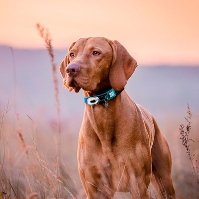 Max & Molly Matrix Ultra LED Safety light