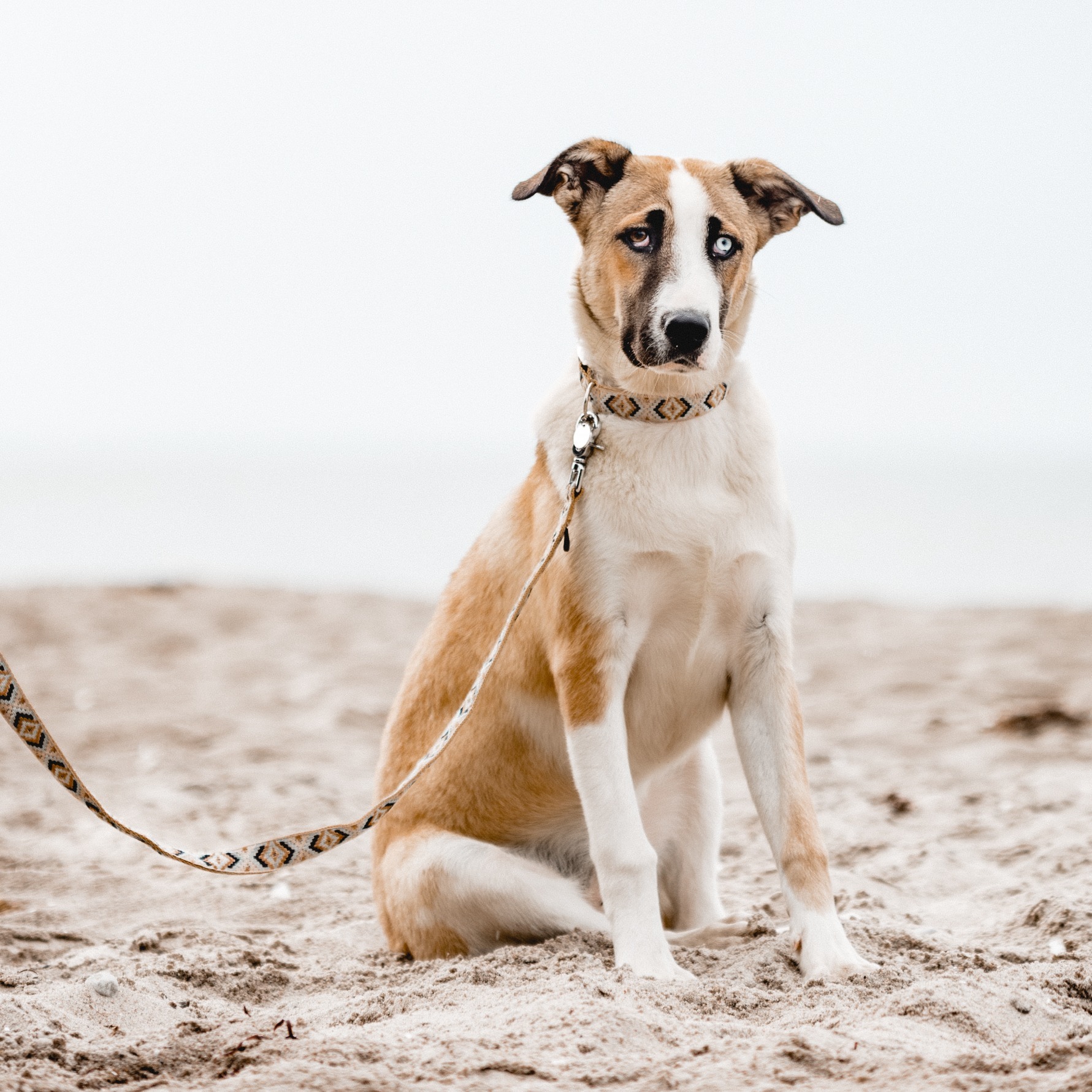 THE DOG IDEA Hundeleinen THE DOG IDEA Boho-Chic Hundeleine Mokka 2 m