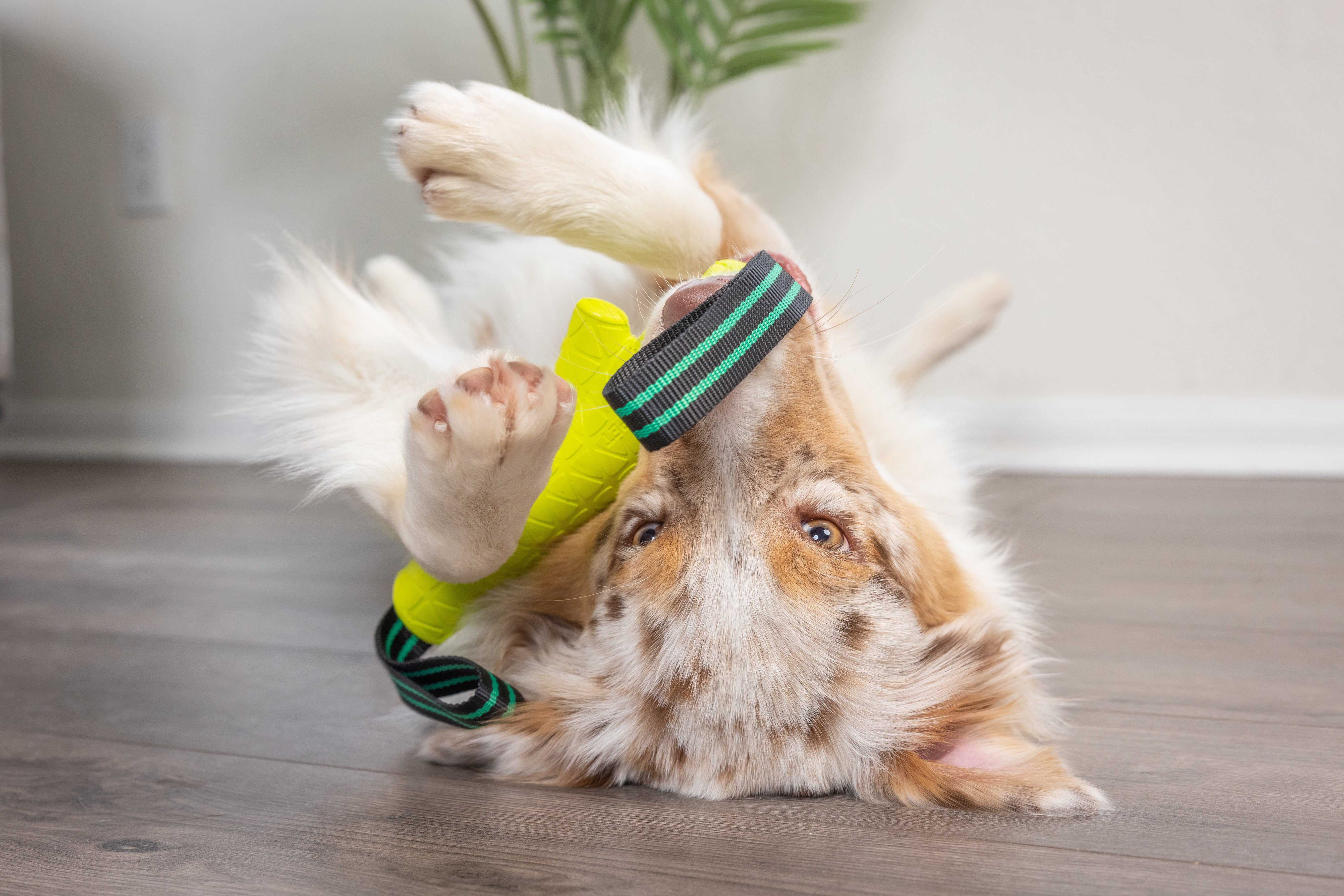 Hyper Pet Frisbees & Wurfspielzeug Hyper Pet Grab Tabs EVA Fetch Stick
