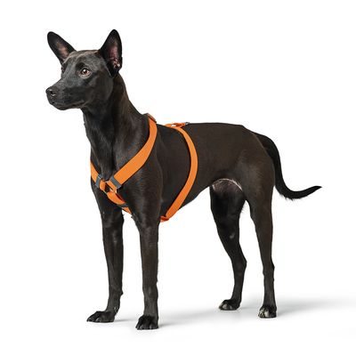 HUNTER Geschirr London Vario Rapid, orange