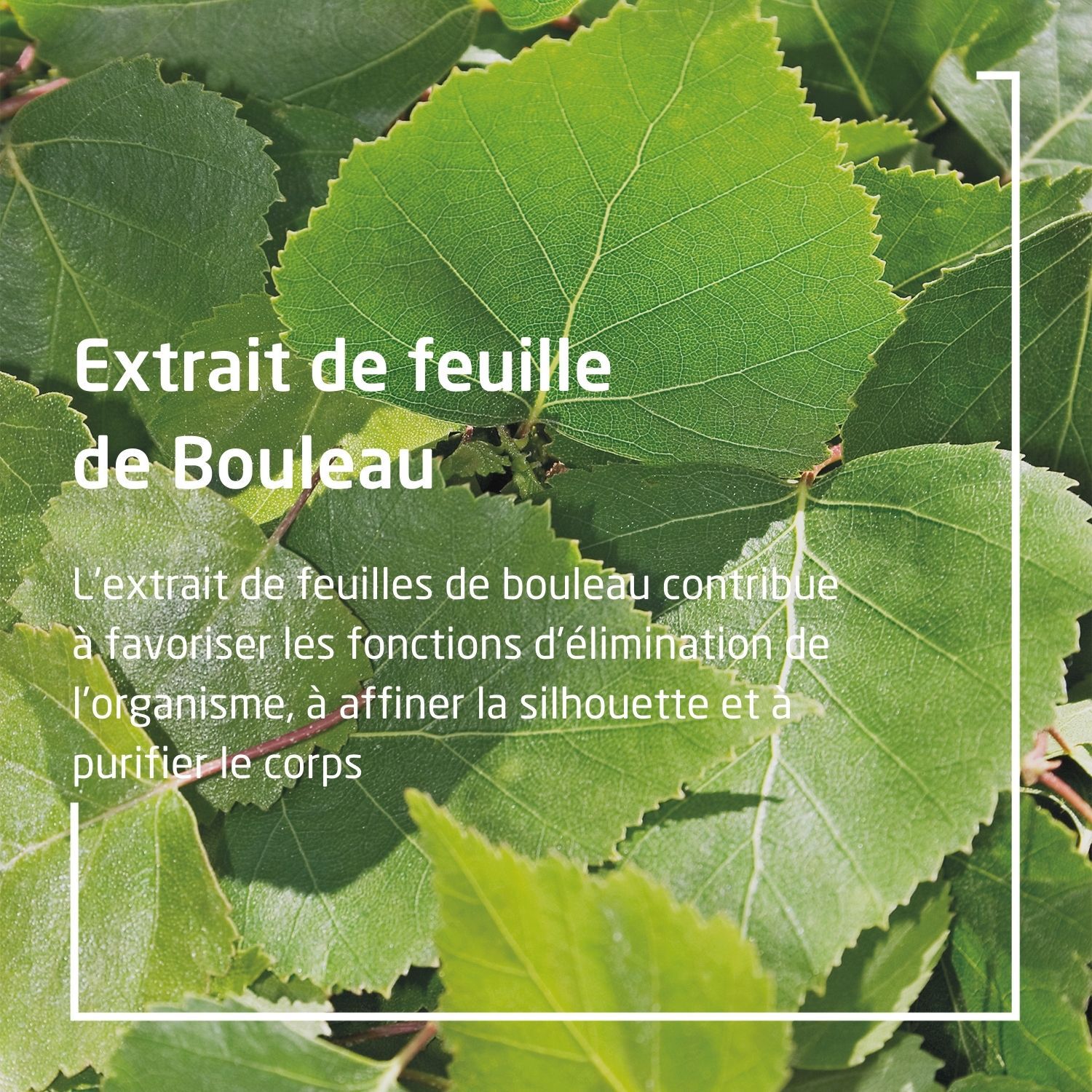Weleda Jus de Bouleau Bio Complément Alimentaire - Soutient les Fonctions d'Élimination - 250 ml