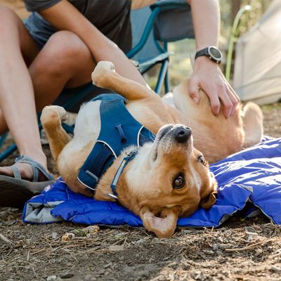 Ruffwear Front Range Hundegeschirr, Blue Moon