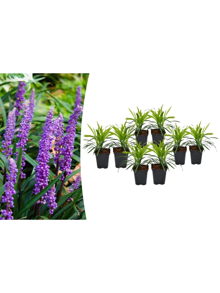 OH2 8er-Set Leliengras Liriope Muscari in Lila günstig kaufen onesize