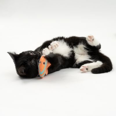 TIAKI Katzenspielzeug Fische mit Katzenminze