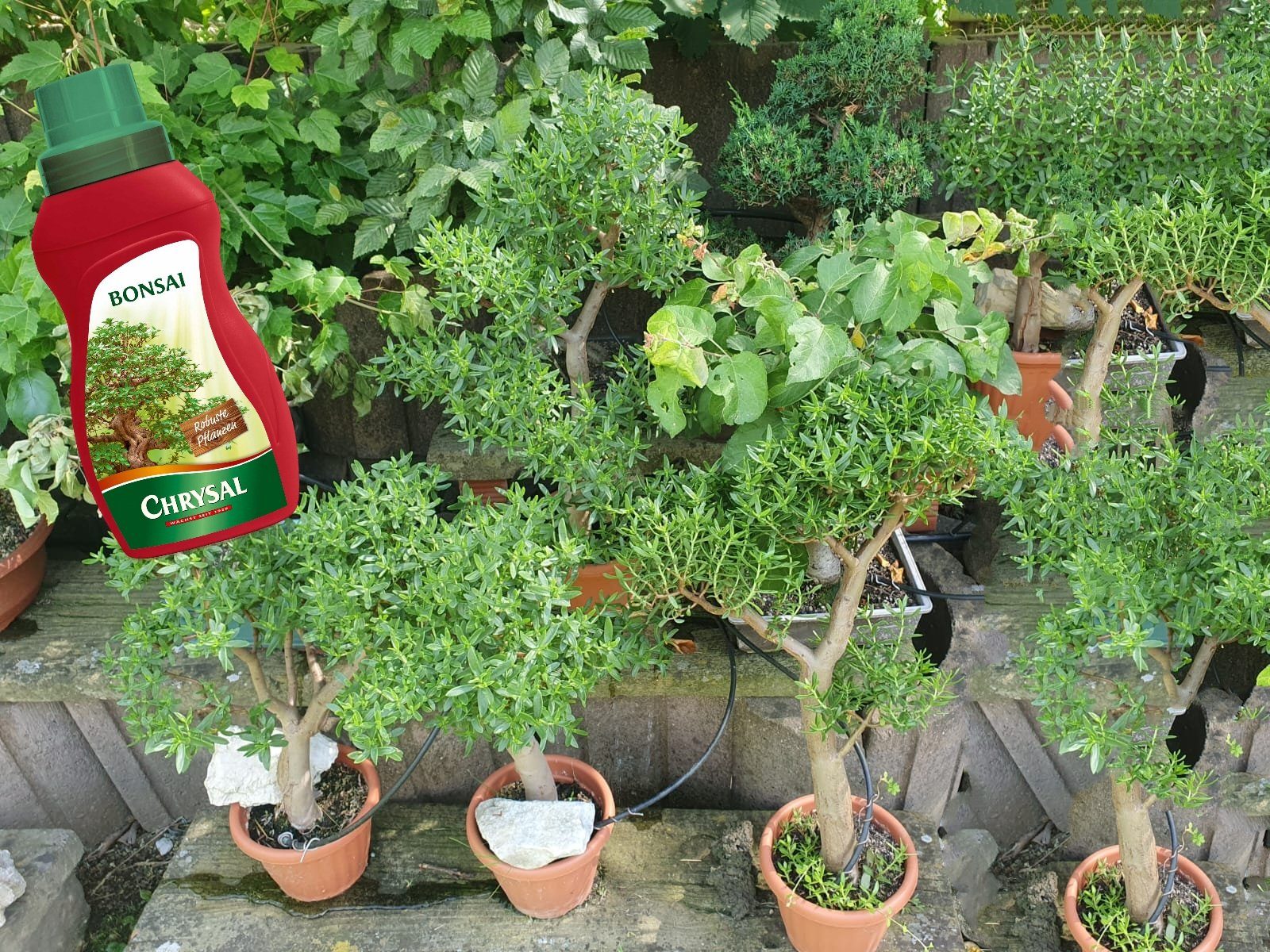 Chrysal Blumendünger Chrysal Bonsai-Dünger 250 ml, 1-St., 250 ml Flasche mit Dosierkappe