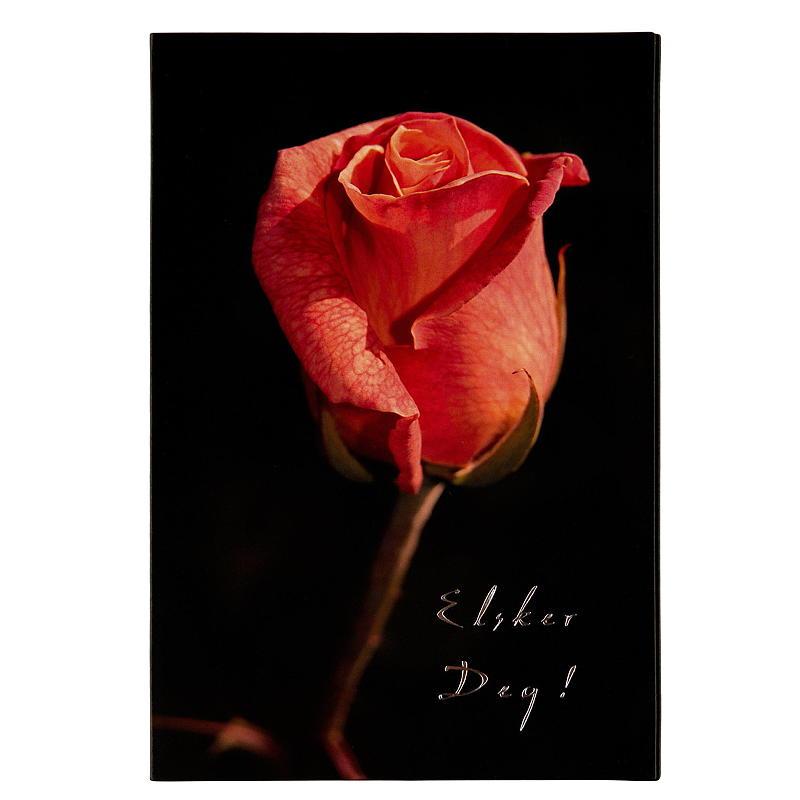 Kort en rød rose
