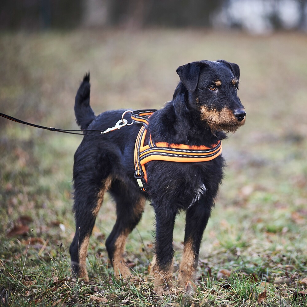 Heim Hundegeschirr Signal
