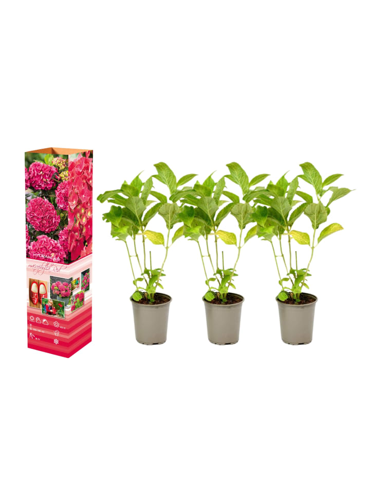 OH2 3-er: Set Hortensie (Hydrangea macrophylla) in Rot günstig kaufen onesize