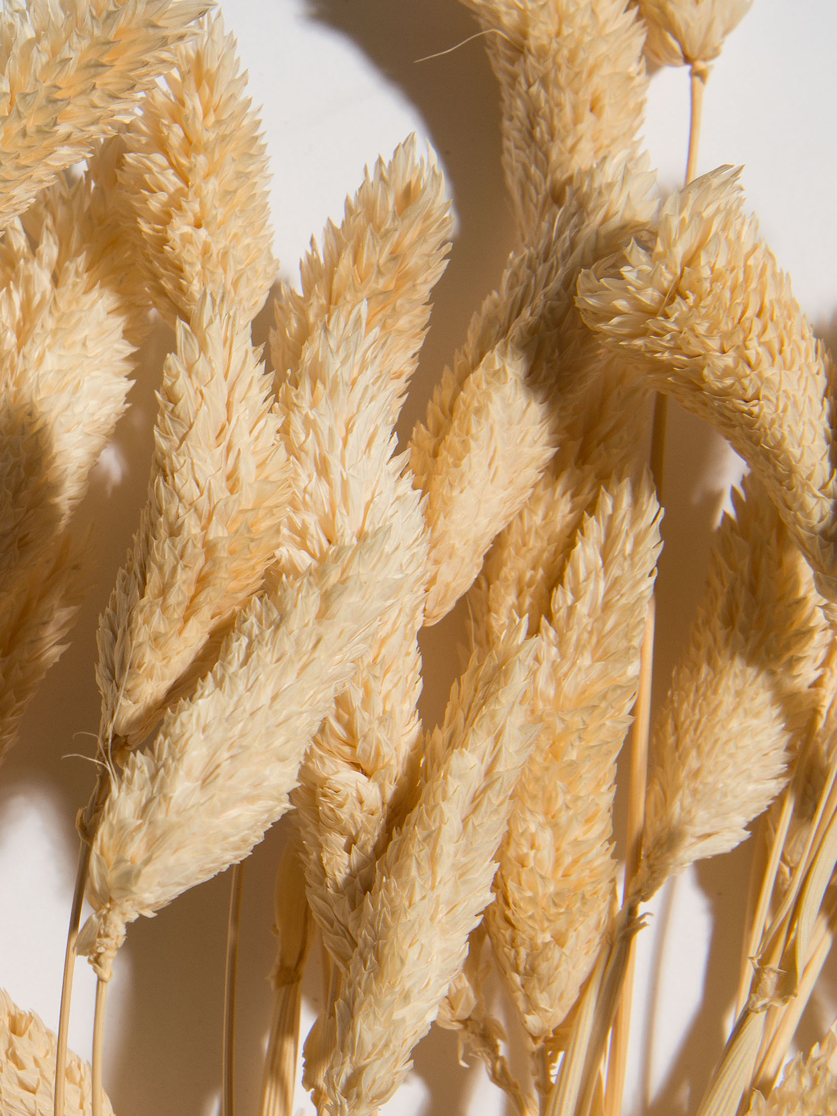 Phalaris Trockenblume, Weiss