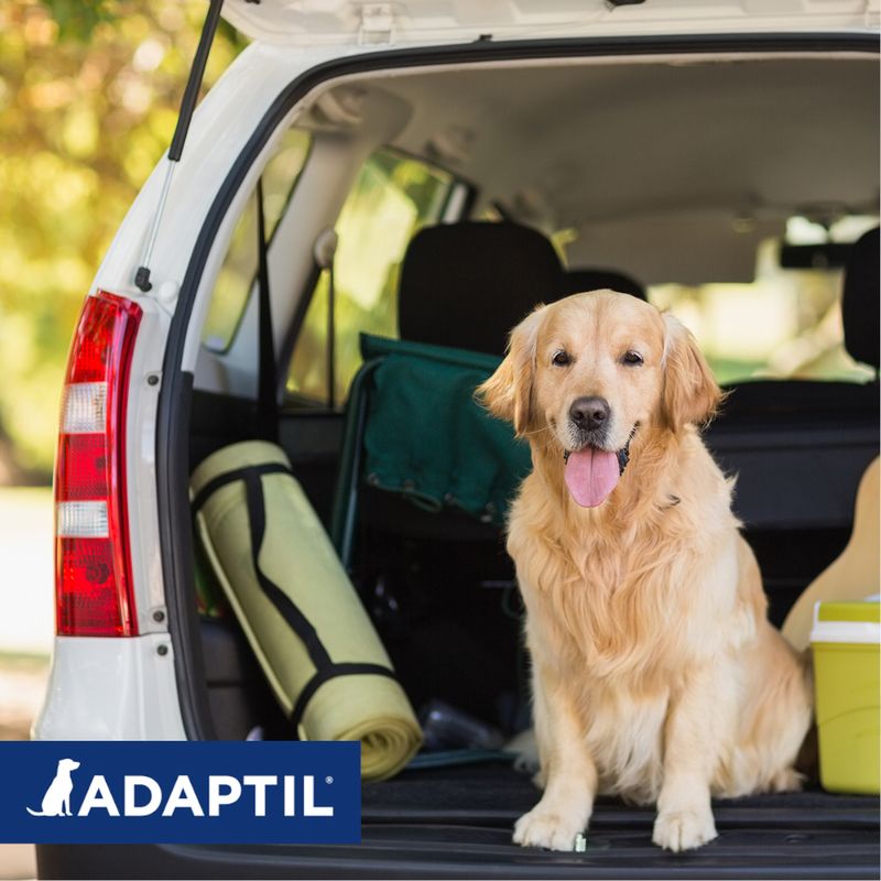 ADAPTIL Transportspray zu TOP-Preisen