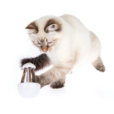 Katzenspielzeug Rocky