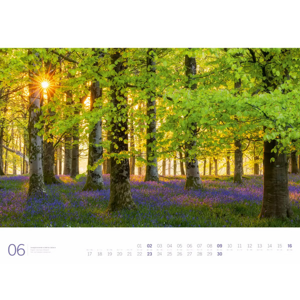 WALD - ACKERMANN GALLERY KALENDER 2024 - Kalender