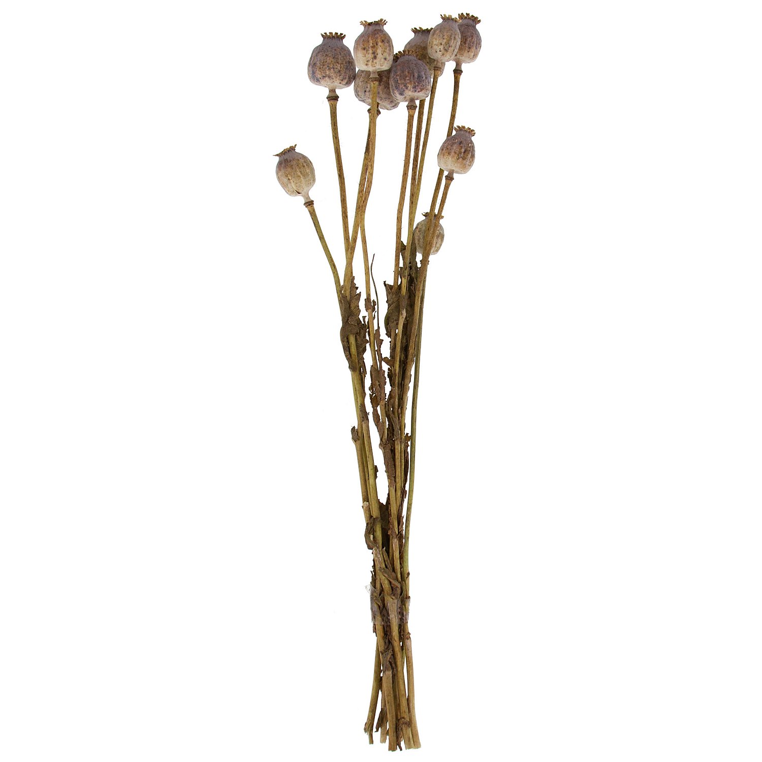 Mohn, natur, 30–55 cm, 10–12 Stück