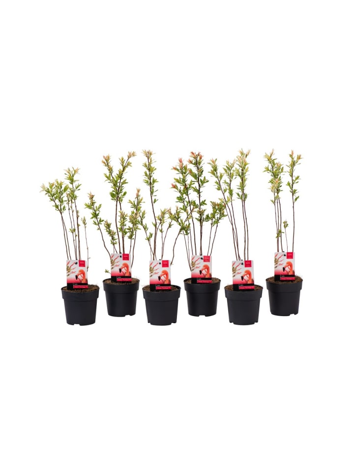 OH2 6er Set: Salixbusch Flamingopflanzen günstig kaufen onesize