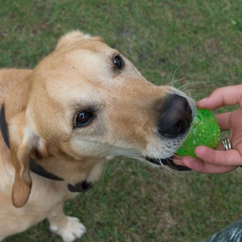 Hundespielzeug Squeaky Ball zu TOP-Preisen