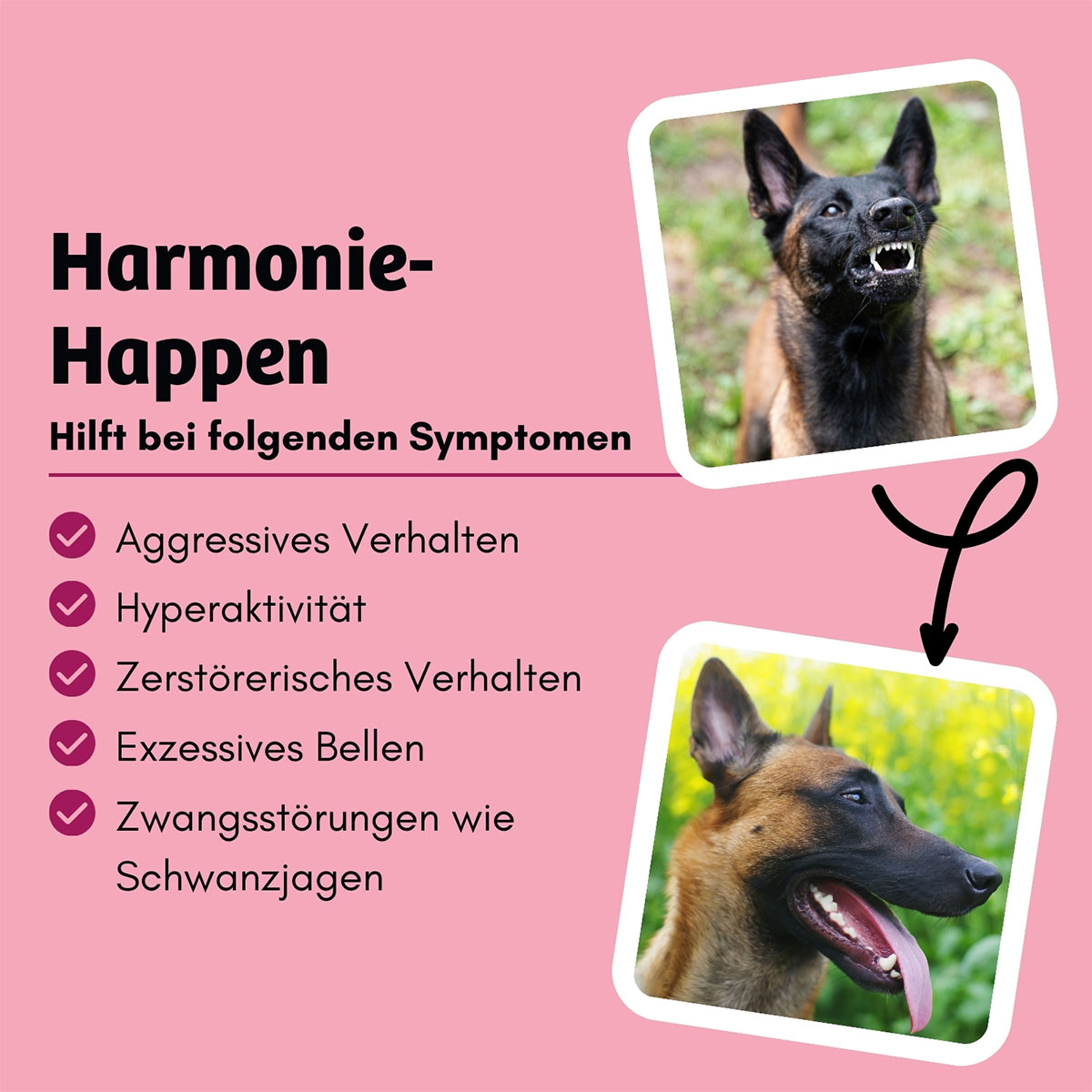 BugTerrine Adult rot Cranberry & Käse günstig kaufen bei ZooRoyal