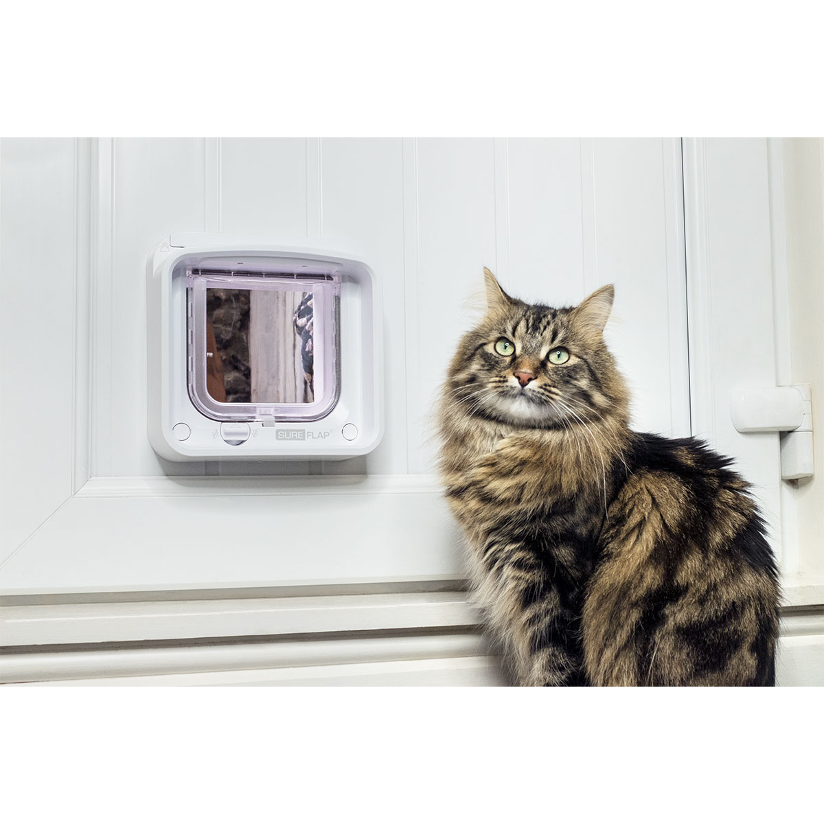 SureFlap Mikrochip Katzenklappe Connect + Hub kaufen