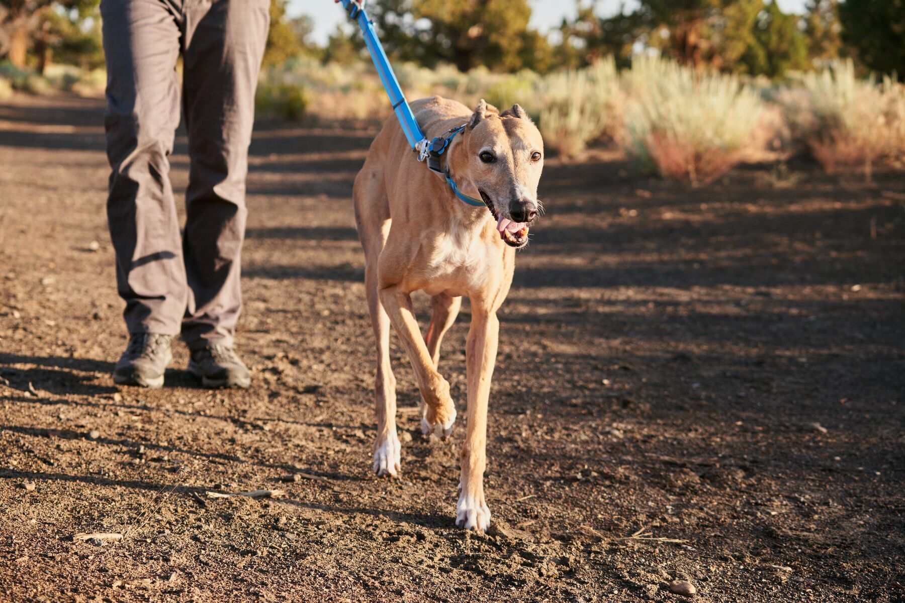Ruffwear Hundehalsbänder Ruffwear Web Reaction™ Halsband grün XL