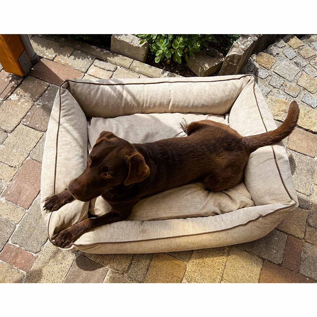 Aumüller Hundebett Sofa Ortho Line Beige kaufen bei ZooRoyal