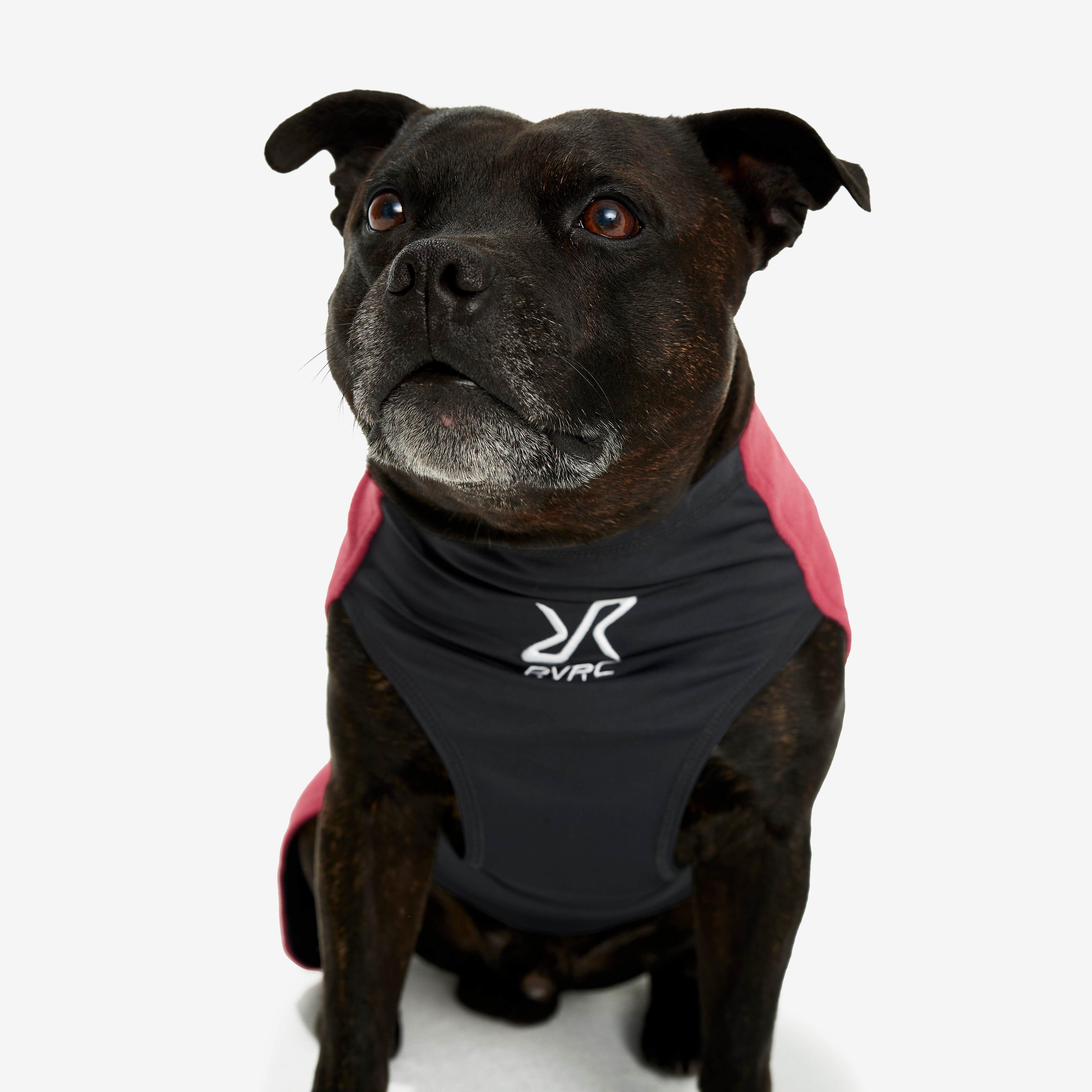 Trekker Fleece Chien Holly Berry