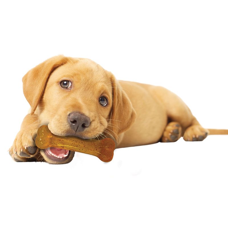 Nylabone Puppy Starter Kit Dog Chew zu TOP-Preisen