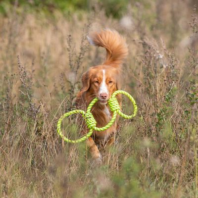 Trixie Hundespielzeug Tugger