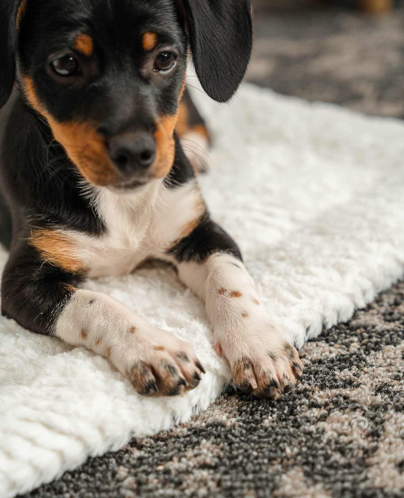 Lionto Hundebetten Lionto Wendedecke für Hunde & Katzen S
