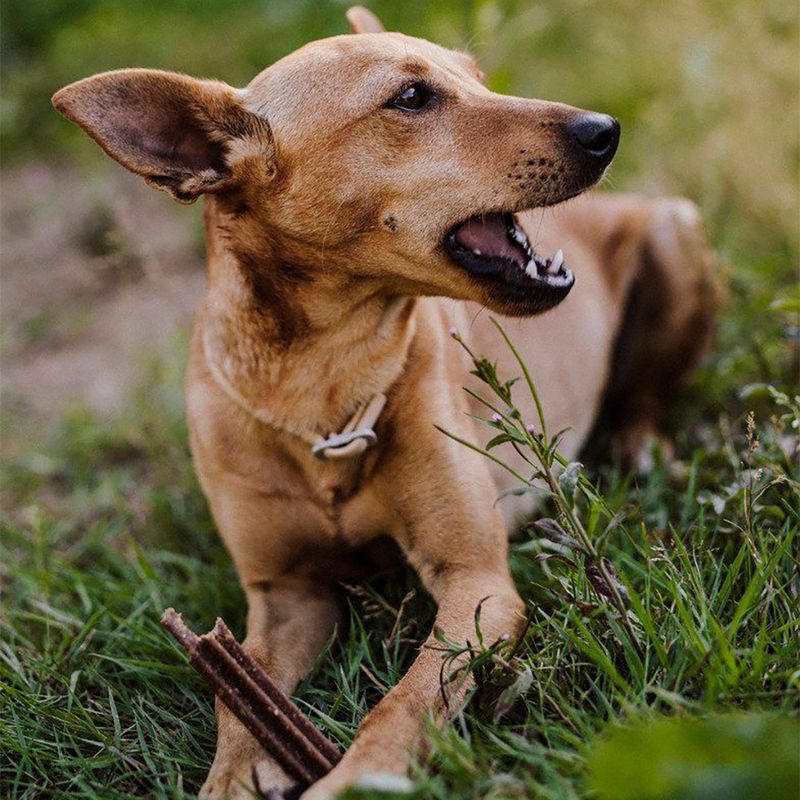 Green Petfood InsectDog Denties