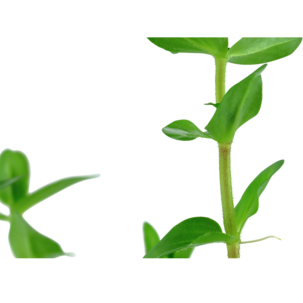 Tropica Aquariumpflanze Bacopa caroliniana kaufen