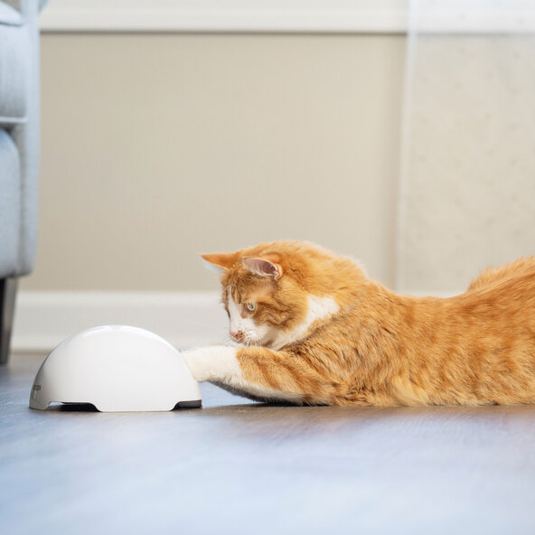 Automatisches Katzenspielzeug Fox Den