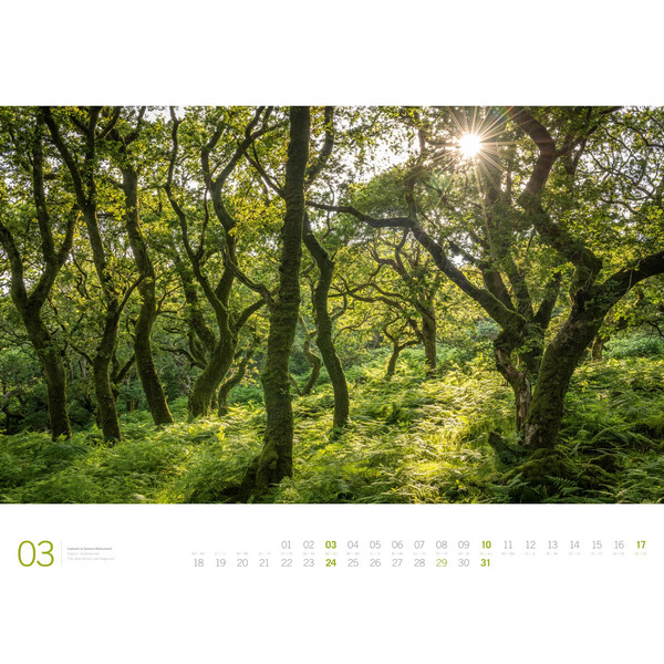 WALD - ACKERMANN GALLERY KALENDER 2024 - Kalender