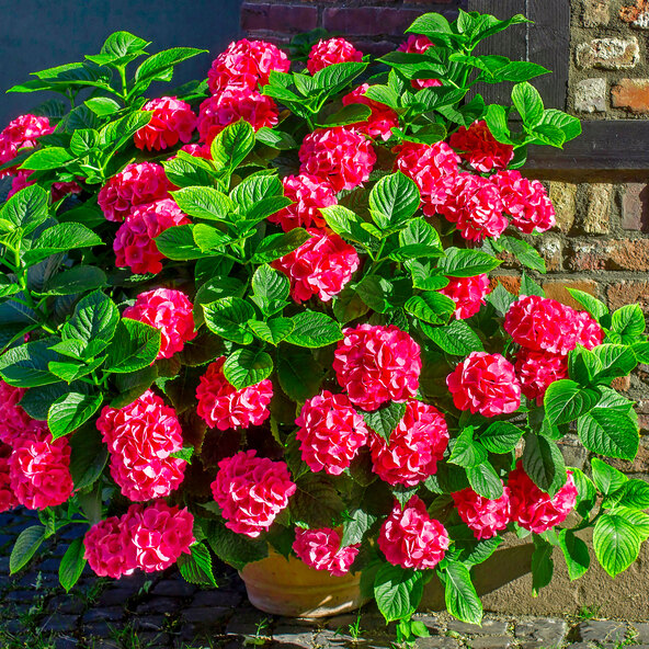 Bauernhortensie King Size Pink