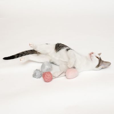 Katzenspielzeugset 4-teilig